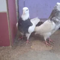 طوقی صرب کفتر سینه کله نقش رنگی