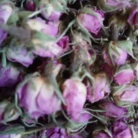 غنچه گل محمدی تازه امسالی عالی