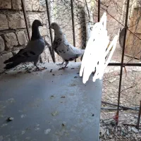 کبوتر|پرنده|کبودرآهنگ, |دیوار