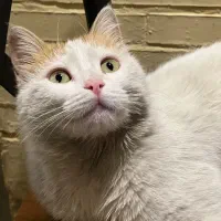 نگهداری گربه بابت مسافرت