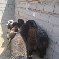 بره بره ۶تا|حیوانات مزرعه|مسجد سلیمان, |دیوار