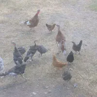 بوقلمون محلی
