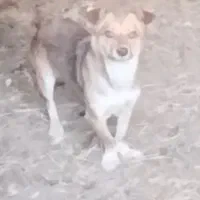 پاکوتاه