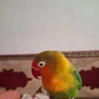 ی جفت طوطی بریزیلی کوتوله