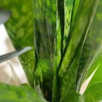 گل سانسوریا پوست ماری اصیل سایز بزرگ|گل و گیاه طبیعی|تهران, حشمتیه|دیوار