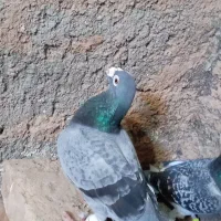 کفتر حغت مفت