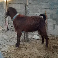 بزنر ساورین|حیوانات مزرعه|کرمانشاه, |دیوار