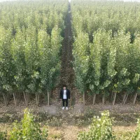 صنوبر یاسوج،انتخاب ممتاز برای مناطق معتدل و بارانی