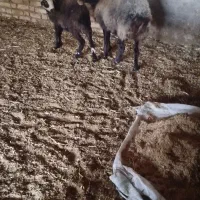 میش ابسن سنگن با بره