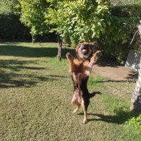 سگ ژرمن شپرد|سگ|شوش, |دیوار