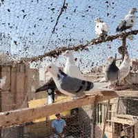 کفتر تهرانی پرشی  (فروش پنجاه عدد یکجا)|پرنده|قرچک, مهدیه|دیوار