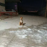 سگ خوب بسیار خوب برایه نگهبانی