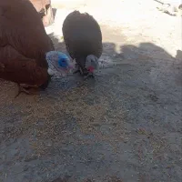 بوقلمون نر و ماده