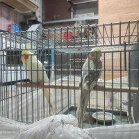 پرنده|پرنده|لاهیجان, گلستان|دیوار