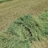 یونجه خشک و کاه گندم دیم. خوداک دام و اسب|عمده‌فروشی|تهران, خلازیر|دیوار