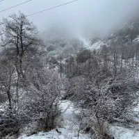 تعویض سیکاس با درختتچه