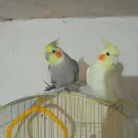 عروس هلندی جفت مولد