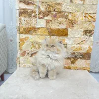 پرشین عروسکی|گربه|مهاباد (آذربایجان غربی), |دیوار