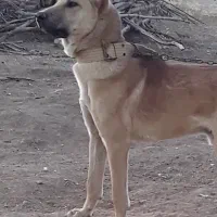 سگ سرابی|سگ|بروجرد, |دیوار