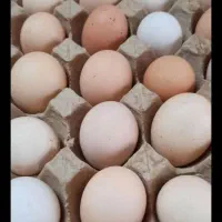 تخم مرغ محلی تازه