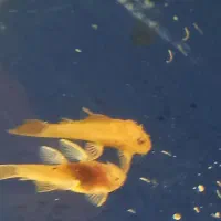 پاکو پوزه بوته ای . کت پوزه بوته ای . سوپر رد