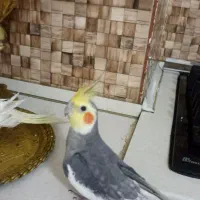 عروس هلندی نر سخنگو