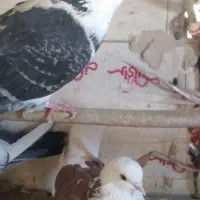 کفتر  فروشی|پرنده|قم, علی آباد سعدگان|دیوار