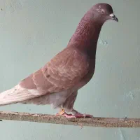 کبوتر پرشی|پرنده|سیمین شهر, |دیوار