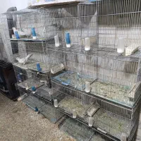 دو عدد قفس 8خان معمولی فروشی|لوازم جانبی حیوانات|نظرآباد, رسالت|دیوار