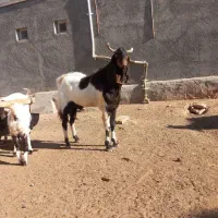 بز وبزغاله|حیوانات مزرعه|عطاملک, |دیوار