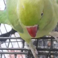 ملنگوسخنگودستی