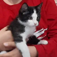 بچه گربه تاکسیدو نژاد DSH حدودا سه ماهه