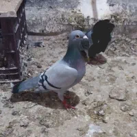 جوجه سبز پلاکی مسافتی|پرنده|مشهد, کارمندان دوم|دیوار