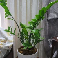 یک گلدان با گل زانفو لیا