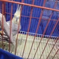 عروس هلندی نر|پرنده|کنگاور, |دیوار