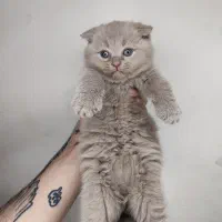 بچه گربه اسکاتیش دبل فولد