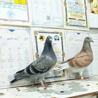 جفت جوجه نسل بازرگان