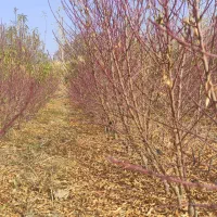 فروش انواع نهال های پیوندی