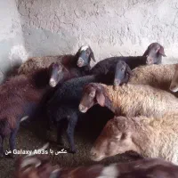 ۱۳تاه میش سرسینه