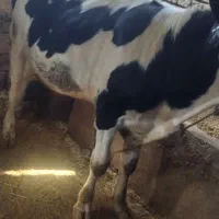 گوساله نر