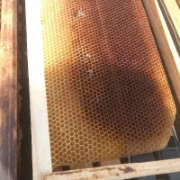 کندو  همرا  پوکه