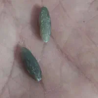 فروش مهره طبیعی|بدلیجات|بوشهر, |دیوار