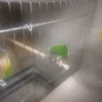 سه جفت گرینجیک فروشی و یک جفت ملنگو|پرنده|ارومیه, |دیوار