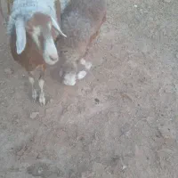 گوسفند‌تخمی‌جوان‌بابره350000|حیوانات مزرعه|تربت جام, باغ سنگان سفلی|دیوار