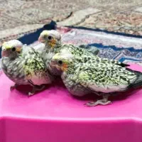 جوجه عروس گلباقالی