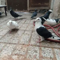 کفتر|پرنده|مشهد, خرمشهر|دیوار