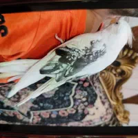 عروس هلندی گم شده مژدگانی خوب داده میشه