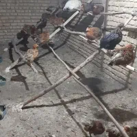 ۲۳ قطعه مرغ گلپایگانی جوان و تخم گذار