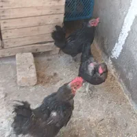 فروش۵عدد مرغ و یک خروس|حیوانات مزرعه|قم, انسجام|دیوار