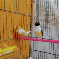 جفت فنچ گلدین باتخم